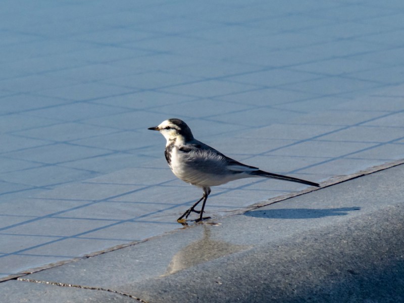 引っ越してきました