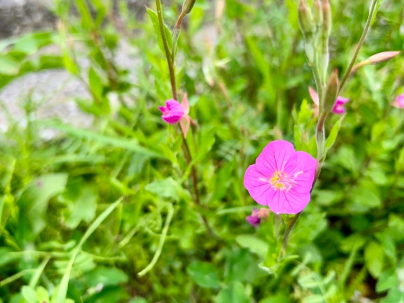 雑草の名を知るのも楽しい【BRI-CHAN連動】