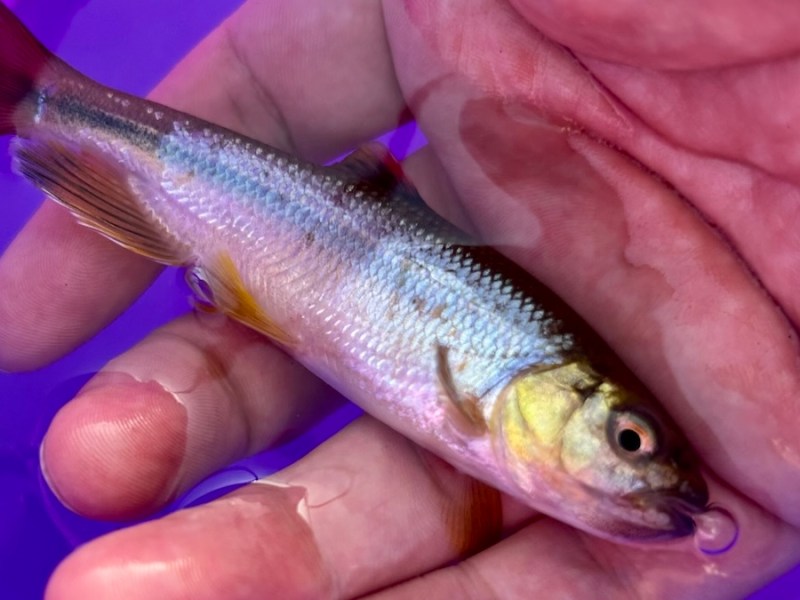 カワムツのような何か、たち