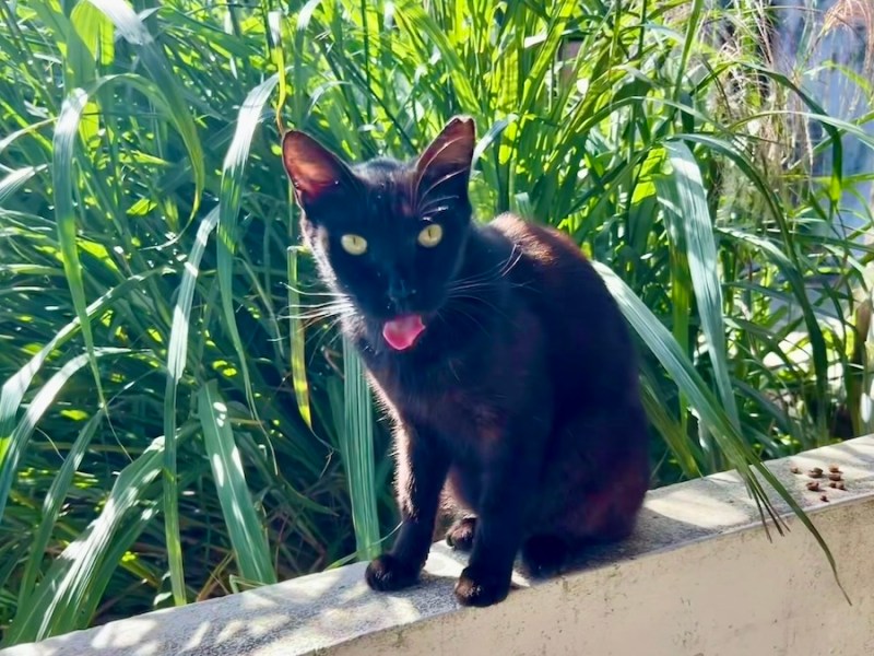 自転車〜電車〜自転車で「猫村」を目指す